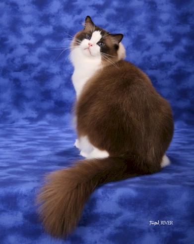 LA IW SGCA Bluegrassrags Southern Pride