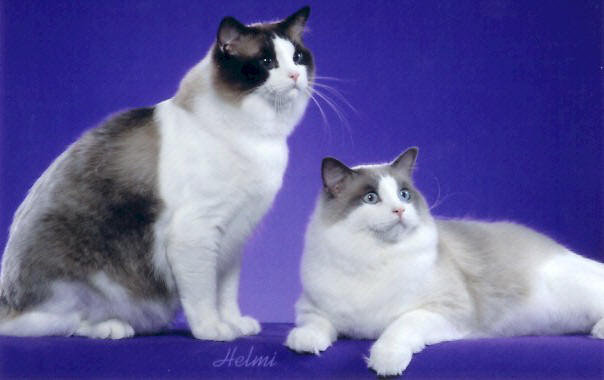 Bluegrassrags - Pride and Whiskey